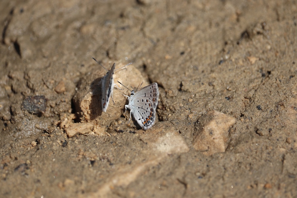 First Butterfly Field Days held at Fort McCoy; dozens participate