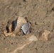 First Butterfly Field Days held at Fort McCoy; dozens participate