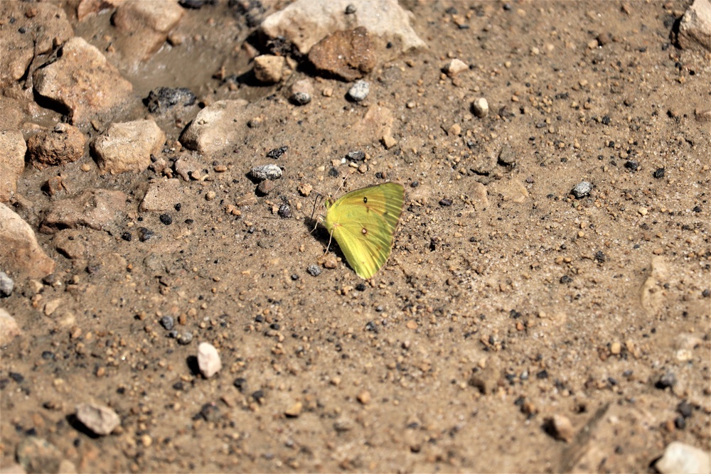 First Butterfly Field Days held at Fort McCoy; dozens participate