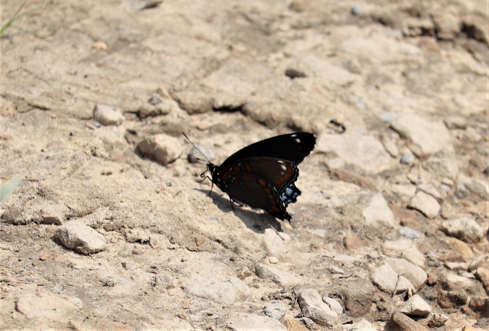 First Butterfly Field Days held at Fort McCoy; dozens participate