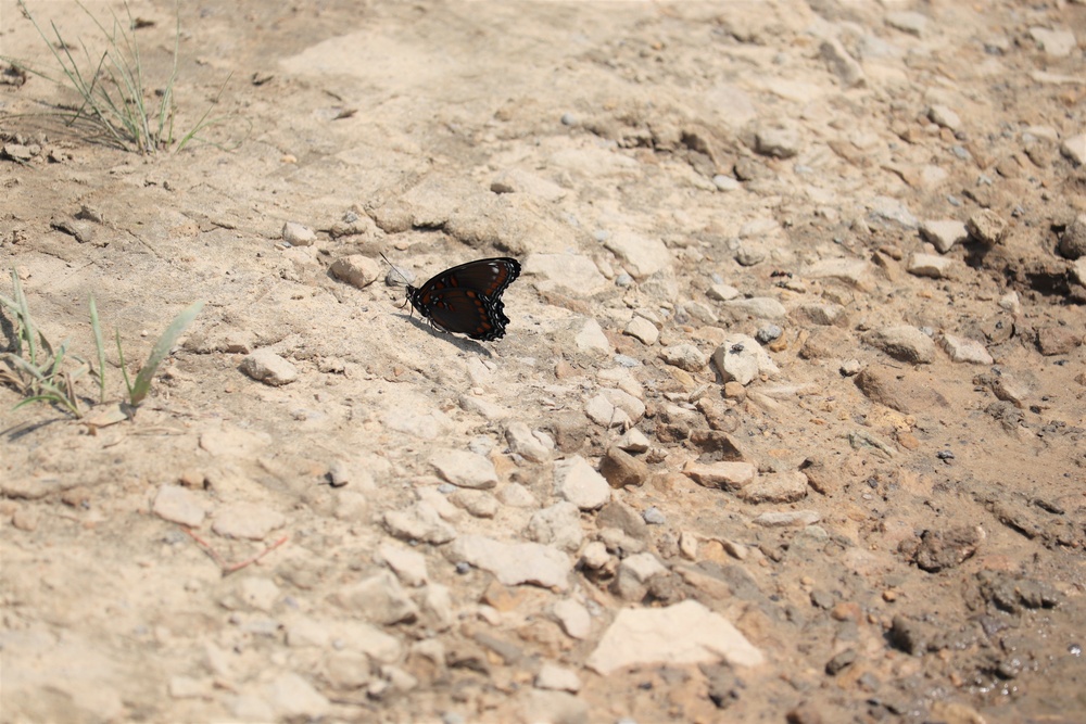 First Butterfly Field Days held at Fort McCoy; dozens participate