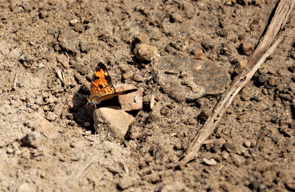 First Butterfly Field Days held at Fort McCoy; dozens participate