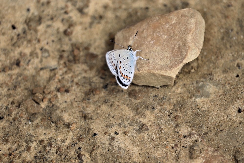 First Butterfly Field Days held at Fort McCoy; dozens participate