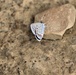 First Butterfly Field Days held at Fort McCoy; dozens participate