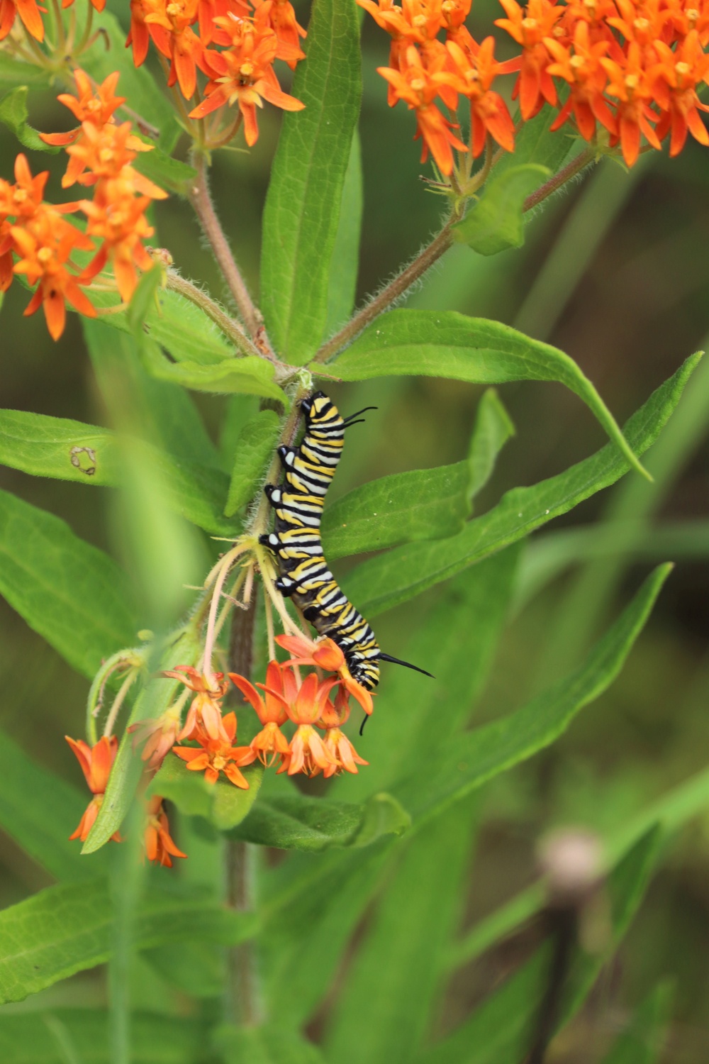 First Butterfly Field Days held at Fort McCoy; dozens participate