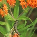 First Butterfly Field Days held at Fort McCoy; dozens participate