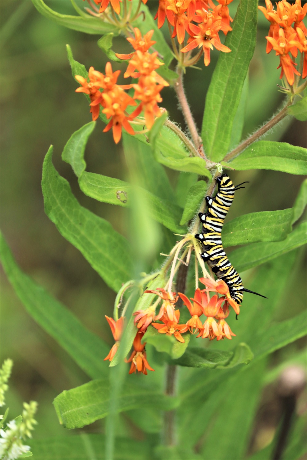 First Butterfly Field Days held at Fort McCoy; dozens participate