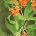 First Butterfly Field Days held at Fort McCoy; dozens participate