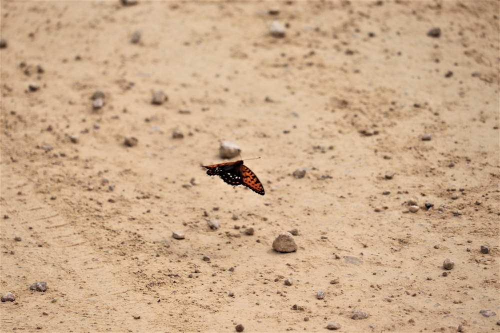 First Butterfly Field Days held at Fort McCoy; dozens participate