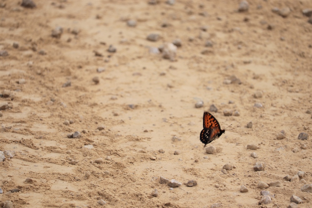 First Butterfly Field Days held at Fort McCoy; dozens participate