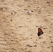 First Butterfly Field Days held at Fort McCoy; dozens participate