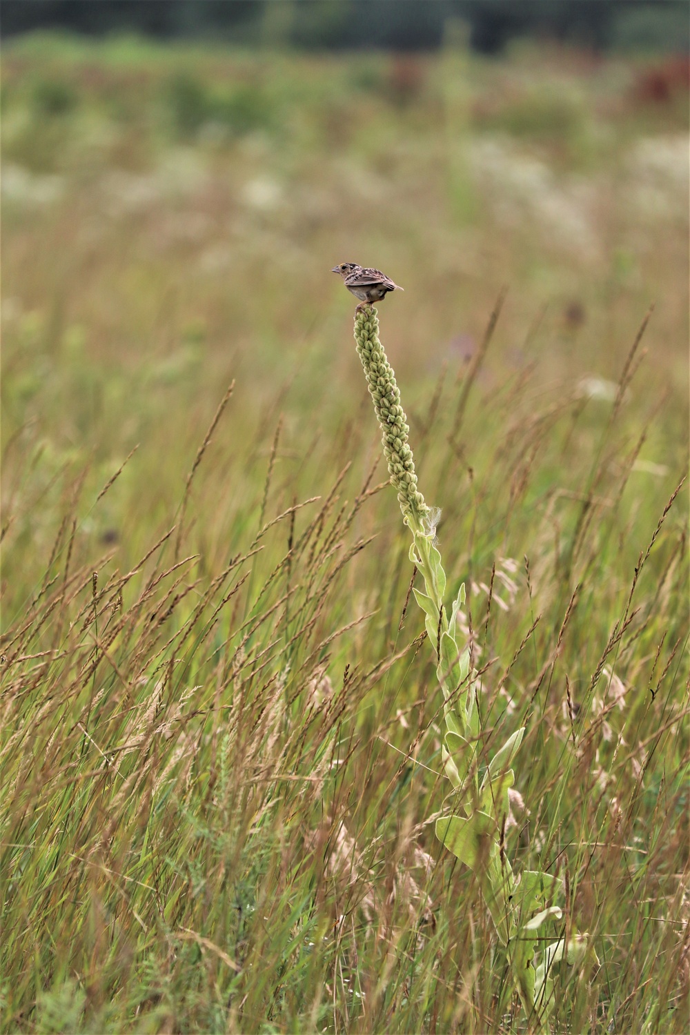 Prairie, grassland habitat at Fort McCoy