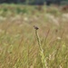 Prairie, grassland habitat at Fort McCoy