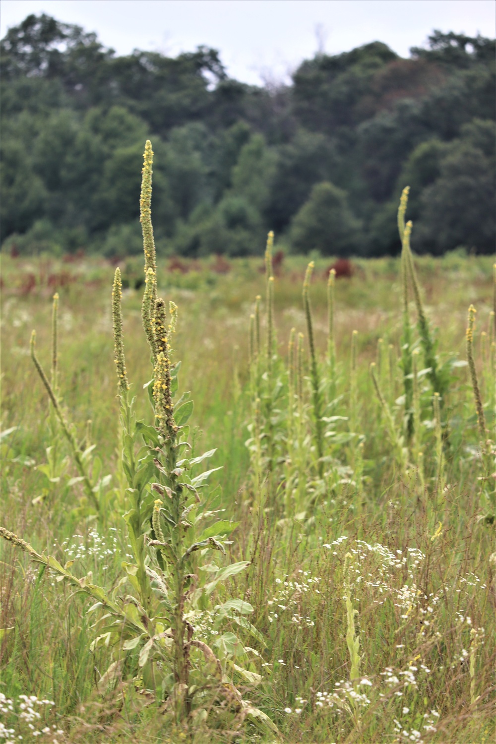 Prairie, grassland habitat at Fort McCoy