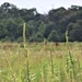 Prairie, grassland habitat at Fort McCoy