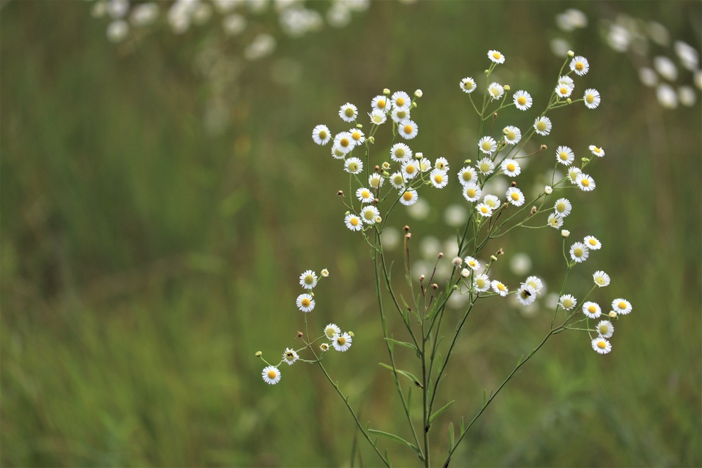 Prairie, grassland habitat at Fort McCoy