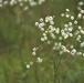 Prairie, grassland habitat at Fort McCoy