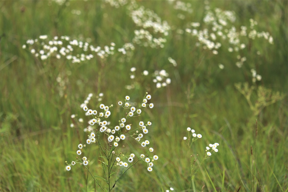 Prairie, grassland habitat at Fort McCoy