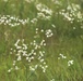 Prairie, grassland habitat at Fort McCoy