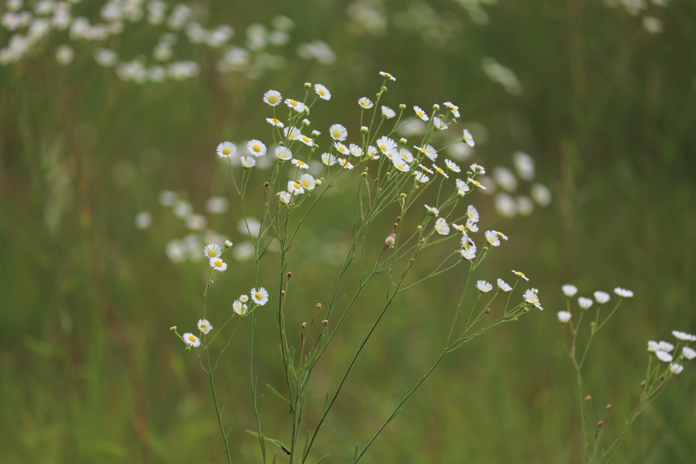 Prairie, grassland habitat at Fort McCoy