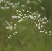 Prairie, grassland habitat at Fort McCoy