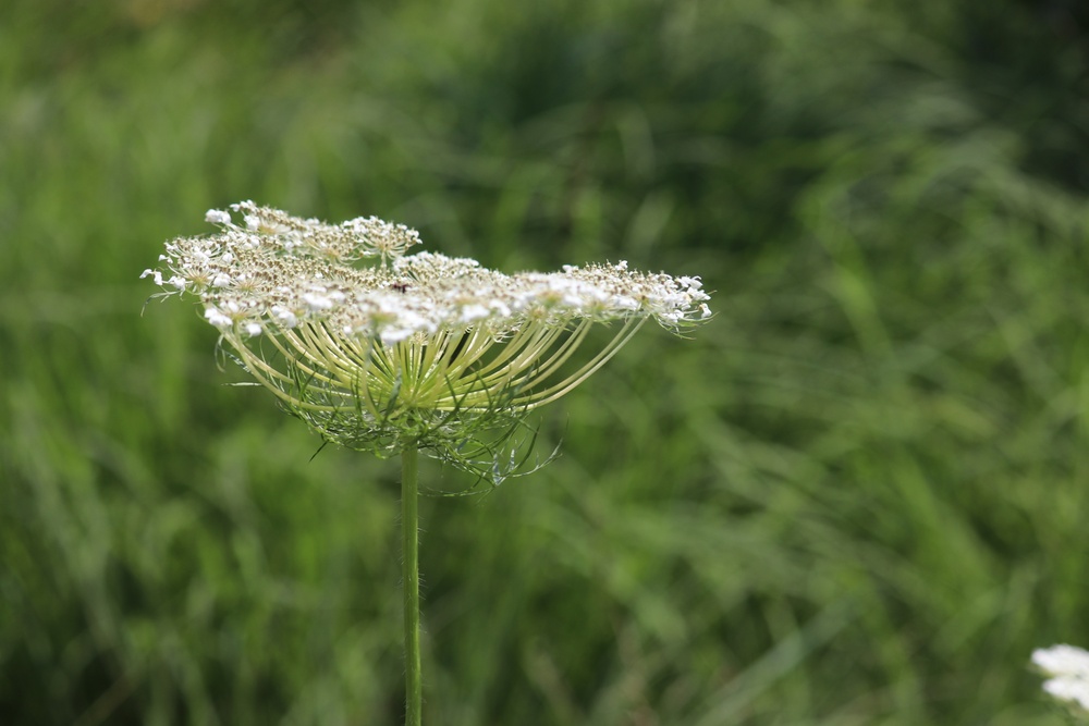 Prairie, grassland habitat at Fort McCoy