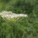 Prairie, grassland habitat at Fort McCoy