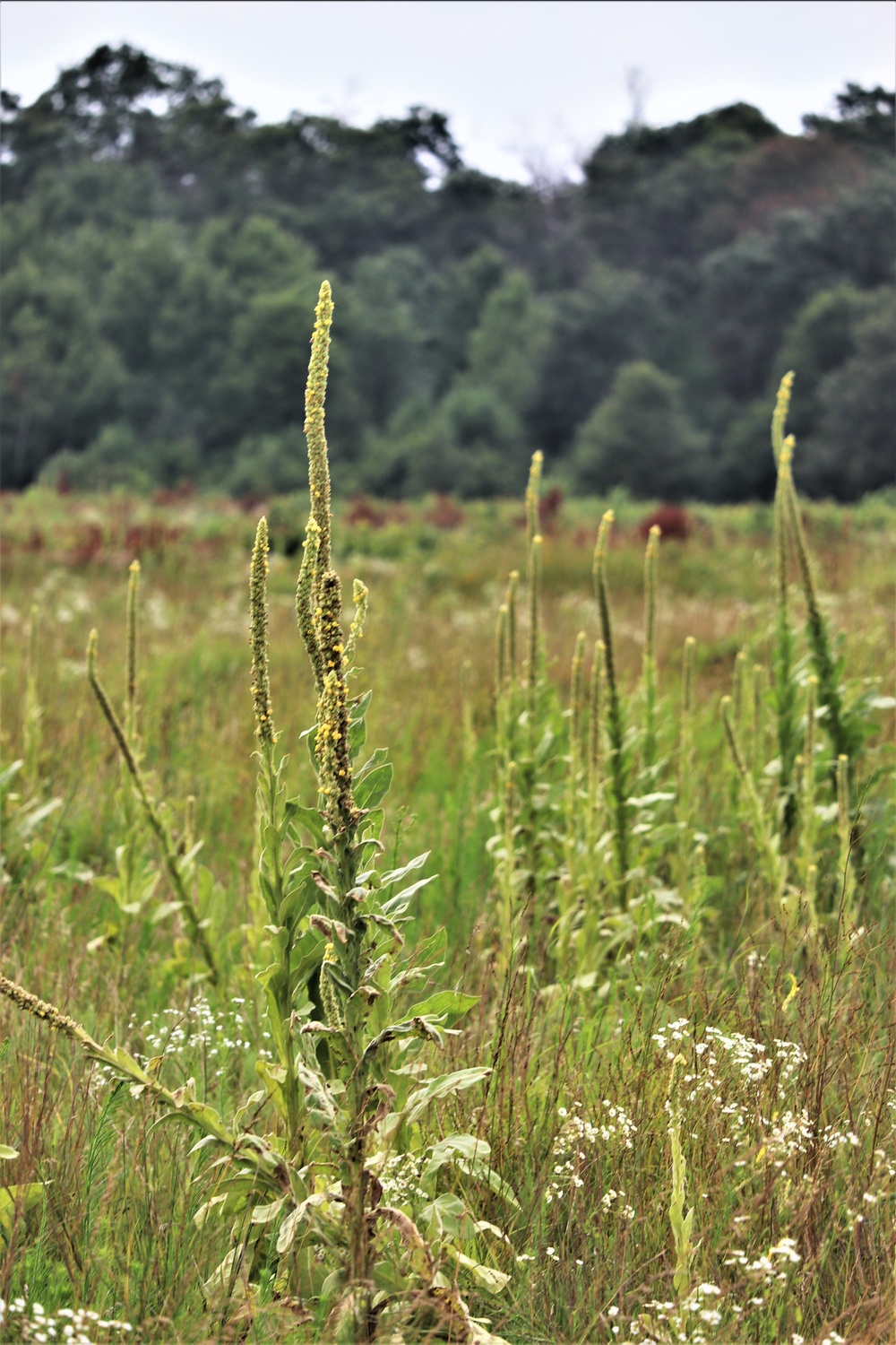 Prairie, grassland habitat at Fort McCoy