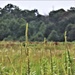 Prairie, grassland habitat at Fort McCoy