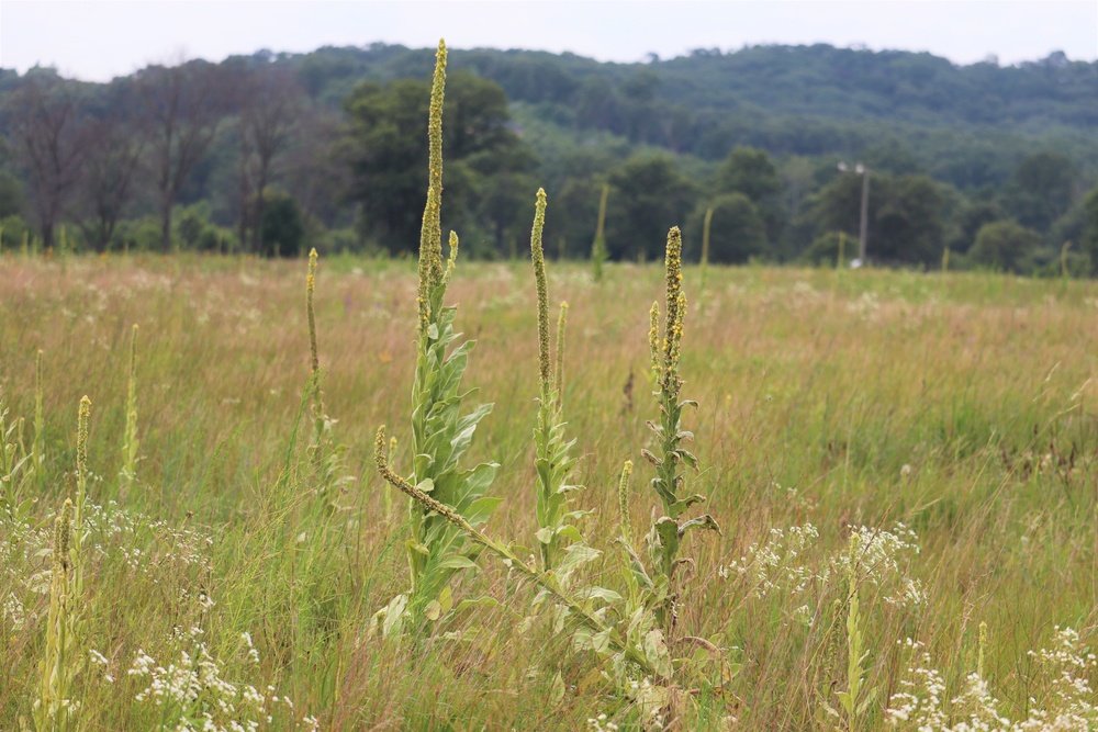 Prairie, grassland habitat at Fort McCoy