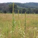 Prairie, grassland habitat at Fort McCoy