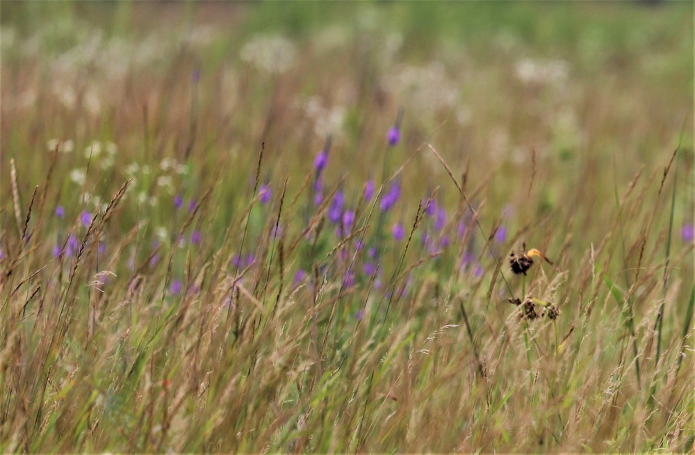 Prairie, grassland habitat at Fort McCoy