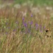 Prairie, grassland habitat at Fort McCoy