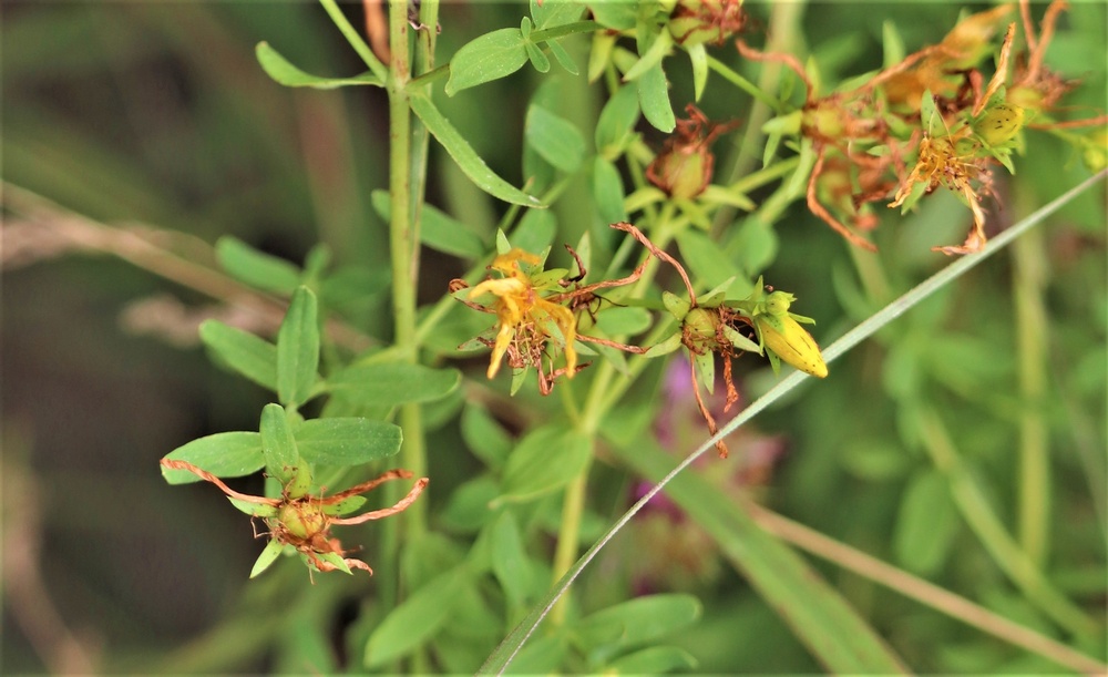 Prairie, grassland habitat at Fort McCoy