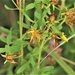 Prairie, grassland habitat at Fort McCoy