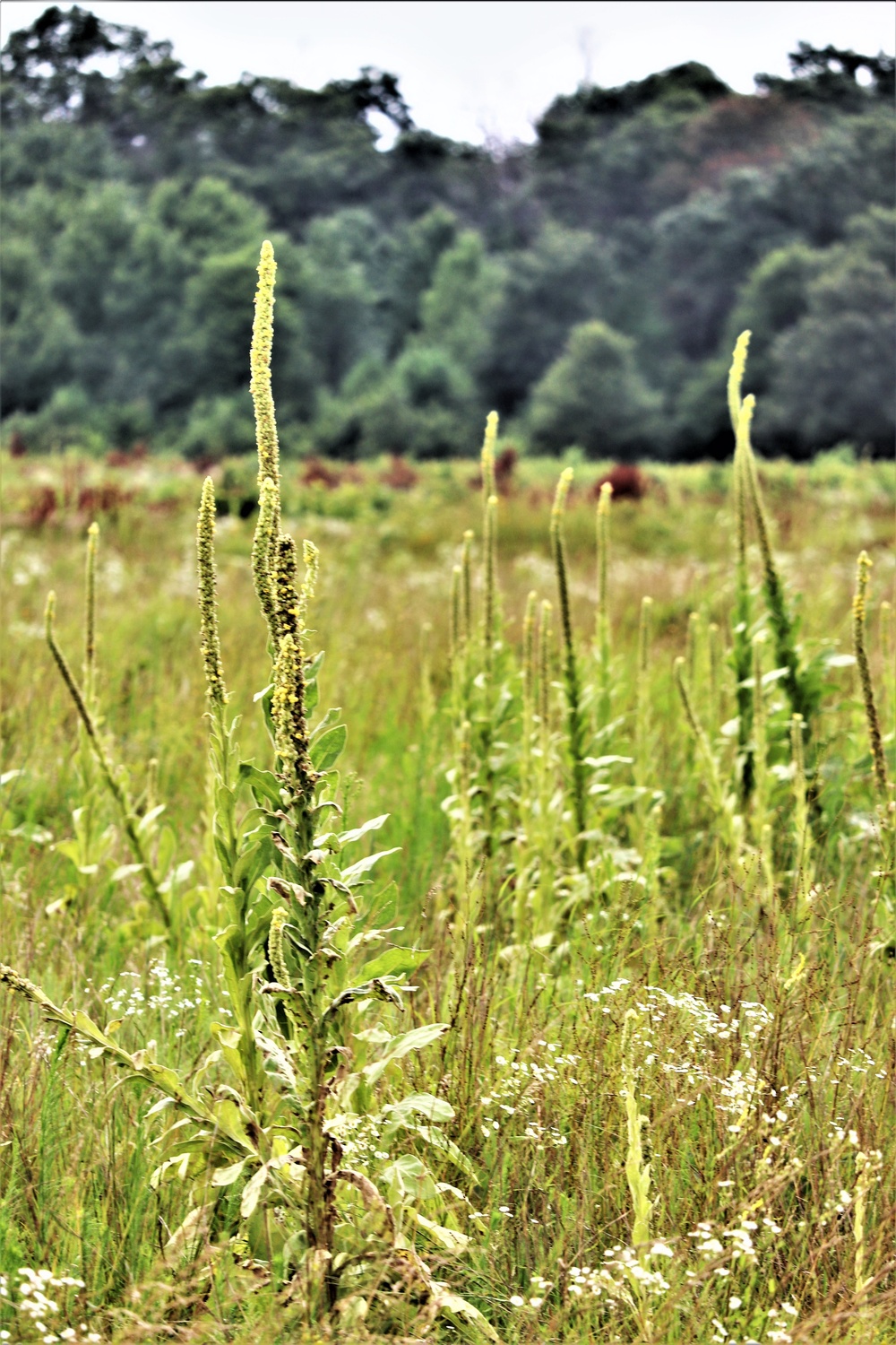 Prairie, grassland habitat at Fort McCoy