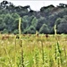 Prairie, grassland habitat at Fort McCoy