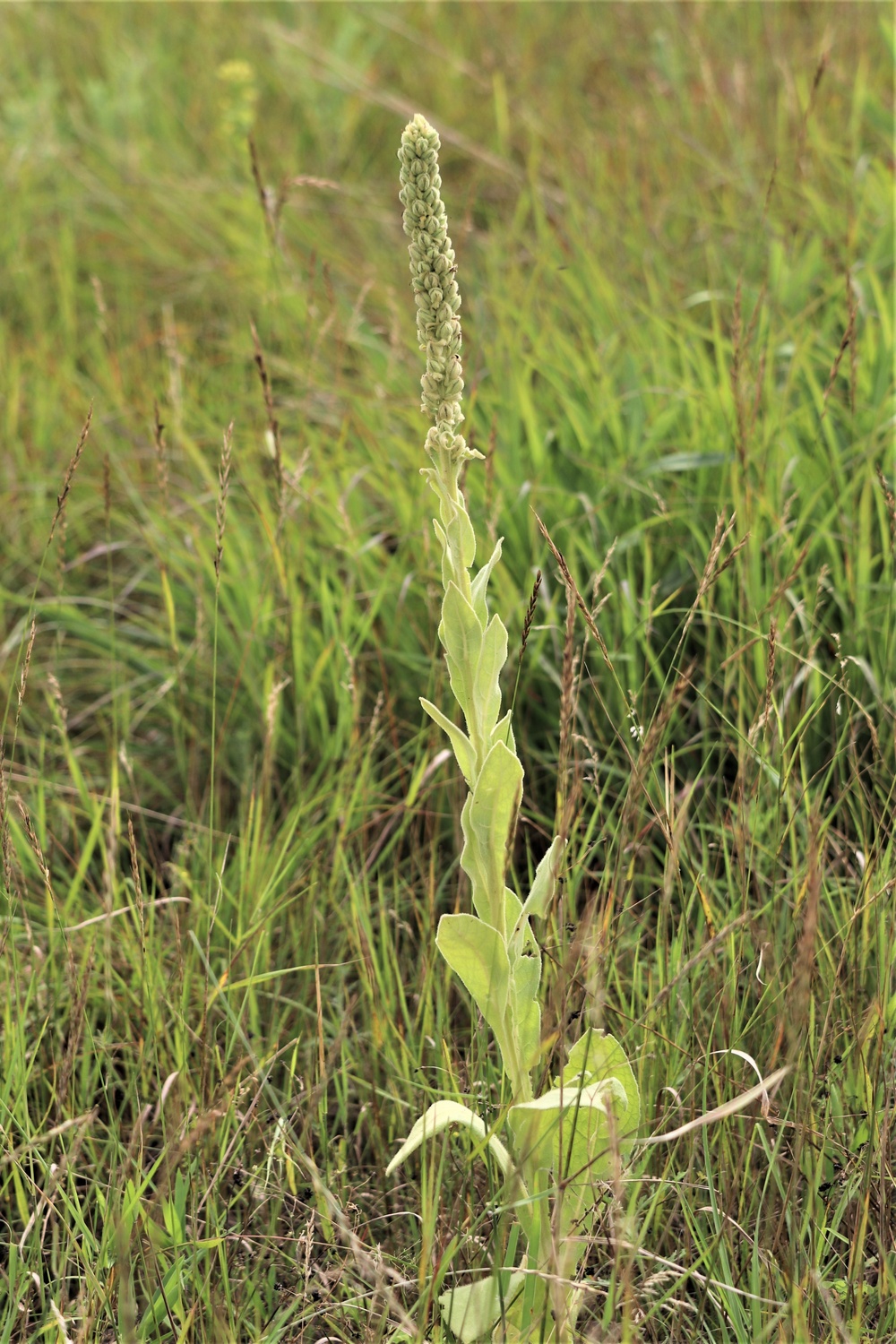 Prairie, grassland habitat at Fort McCoy