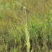 Prairie, grassland habitat at Fort McCoy