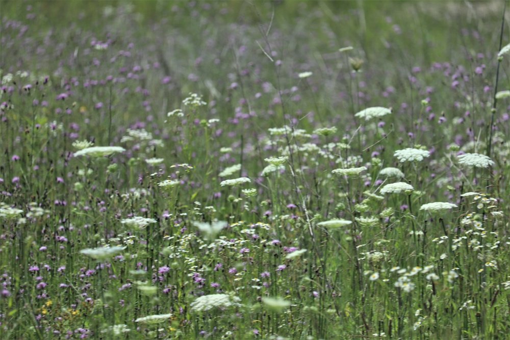 Prairie, grassland habitat at Fort McCoy