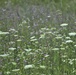 Prairie, grassland habitat at Fort McCoy