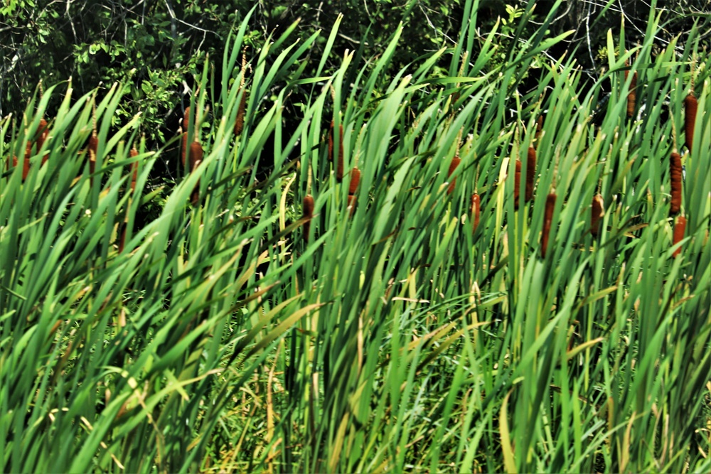 Prairie, grassland habitat at Fort McCoy