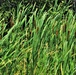 Prairie, grassland habitat at Fort McCoy