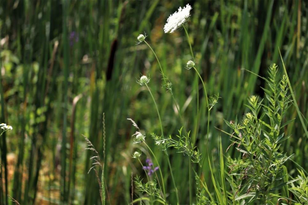 Fort McCoy, Wisconsin, wildlife, natural resources management, grassland, prairie