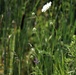 Fort McCoy, Wisconsin, wildlife, natural resources management, grassland, prairie