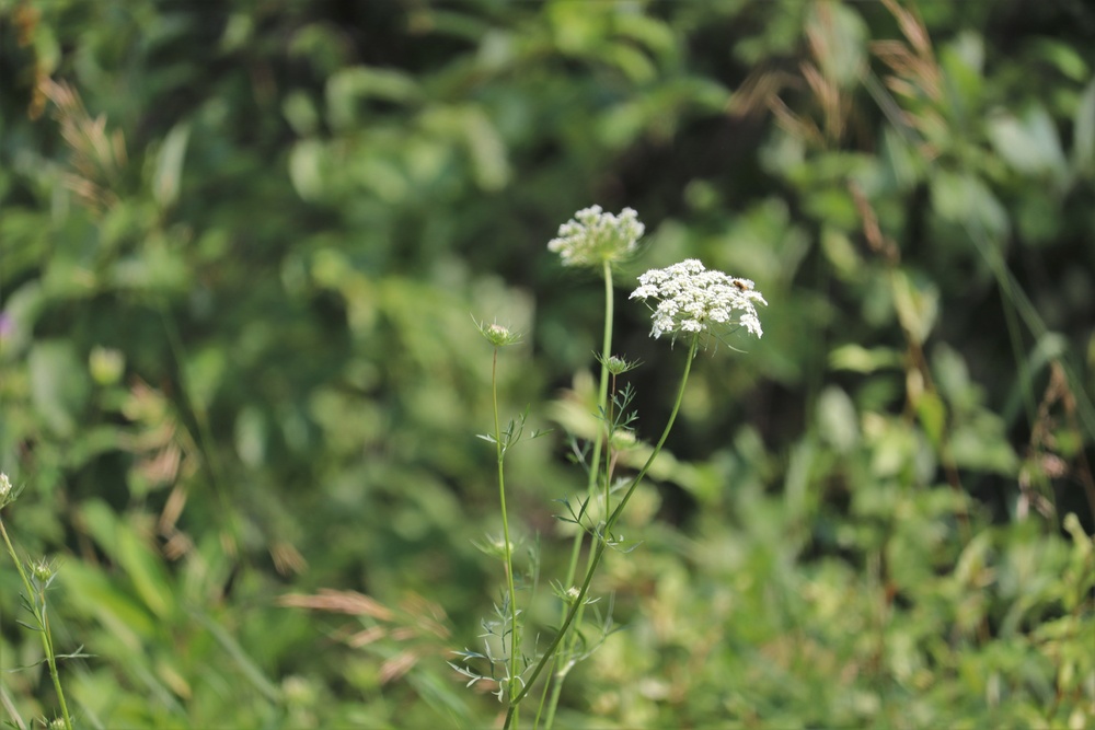 Prairie, grassland areas at Fort McCoy