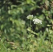 Prairie, grassland areas at Fort McCoy