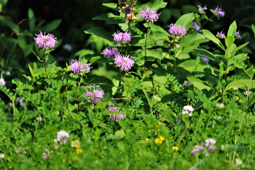 Prairie, grassland habitat at Fort McCoy