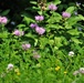 Prairie, grassland habitat at Fort McCoy