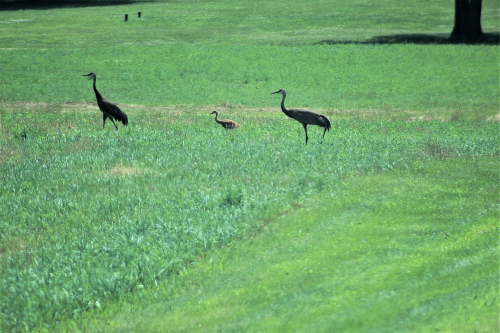 Prairie, grassland habitat at Fort McCoy